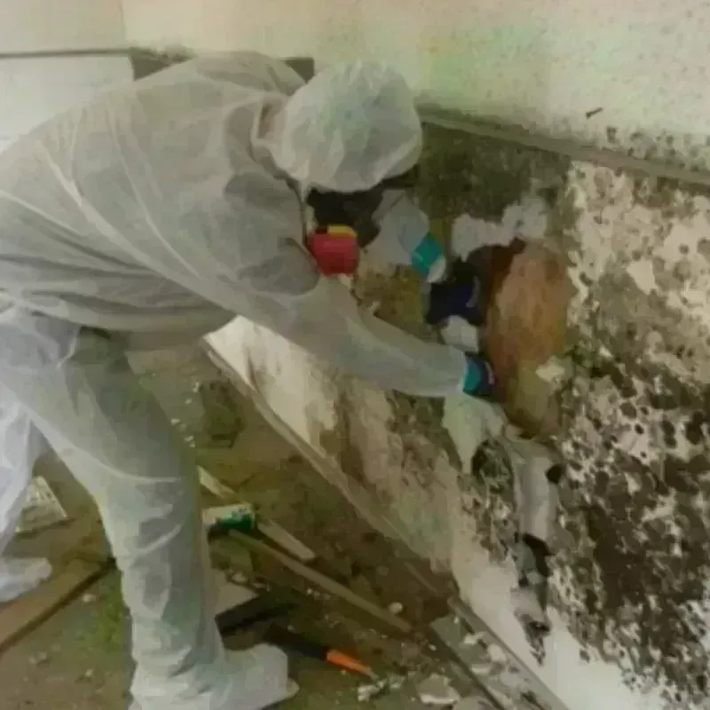 Mold Remediation and Removal in Elm Creek, TX